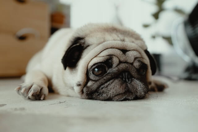 sad looking pug lying on the floor
