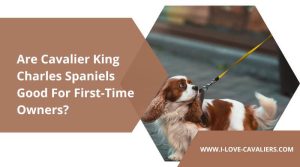 are cavalier king charles spaniels good for first time owners