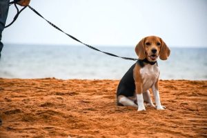 beagle sitting on sand