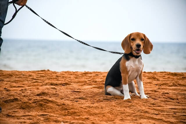beagle sitting on sand