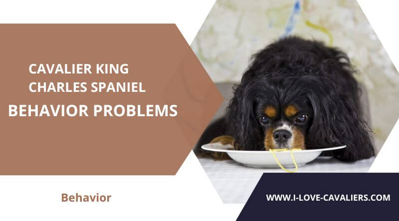 cavalier king charles spaniel behavior problems