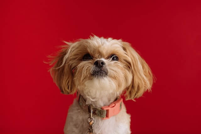 close up photo of white and browh shih tzu