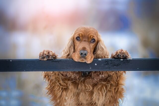 cute brown cocker spaniel