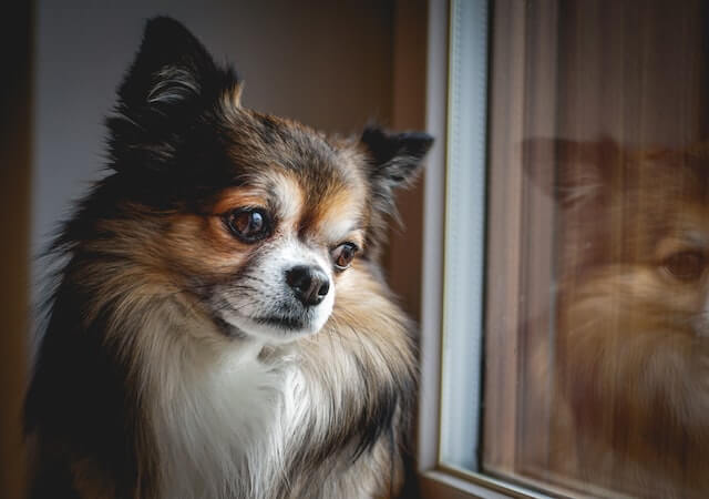 papillon looking through the window