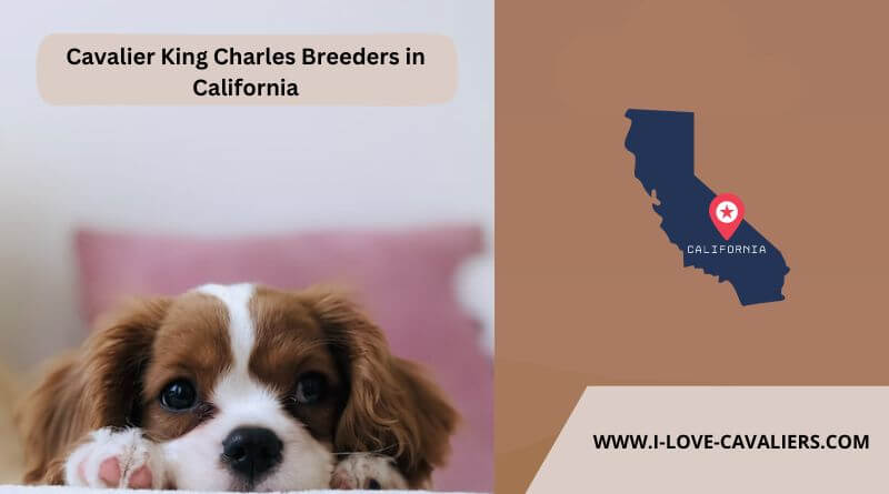 Cavalier King Charles Breeders in California