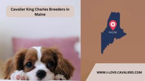 Cavalier King Charles Breeders in Maine