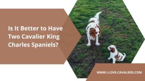 two Cavalier King Charles Spaniels