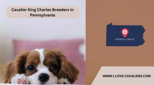 Cavalier King Charles Breeders in Pennsylvania