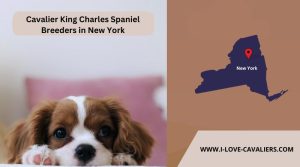 Cavalier King Charles Spaniel Breeders in New York