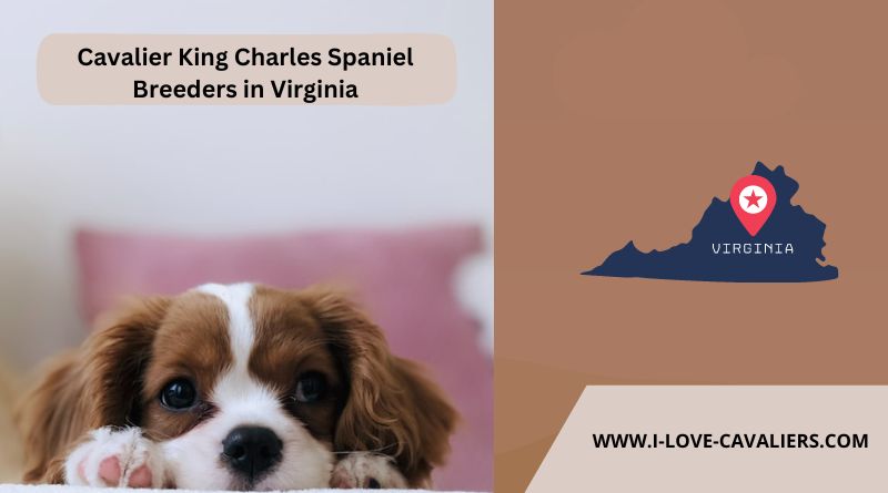 Cavalier King Charles Spaniel Breeders in Virginia