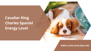 Cavalier King Charles Spaniel Energy Level