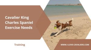 Cavalier King Charles Spaniel Exercise Needs