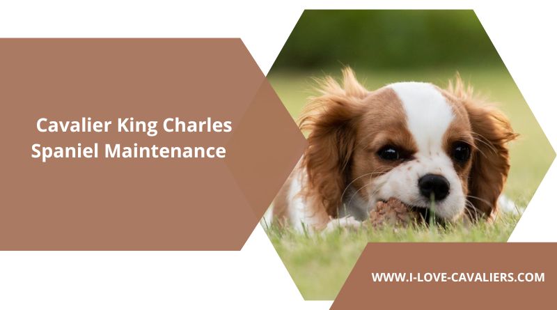 Cavalier King Charles Spaniel Maintenance