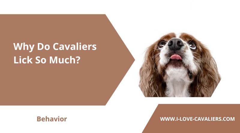 Why Do Cavaliers Lick So Much