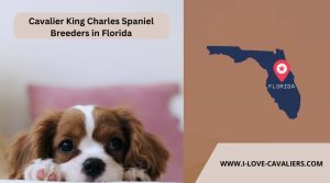 Cavalier King Charles Spaniel Breeders in Florida