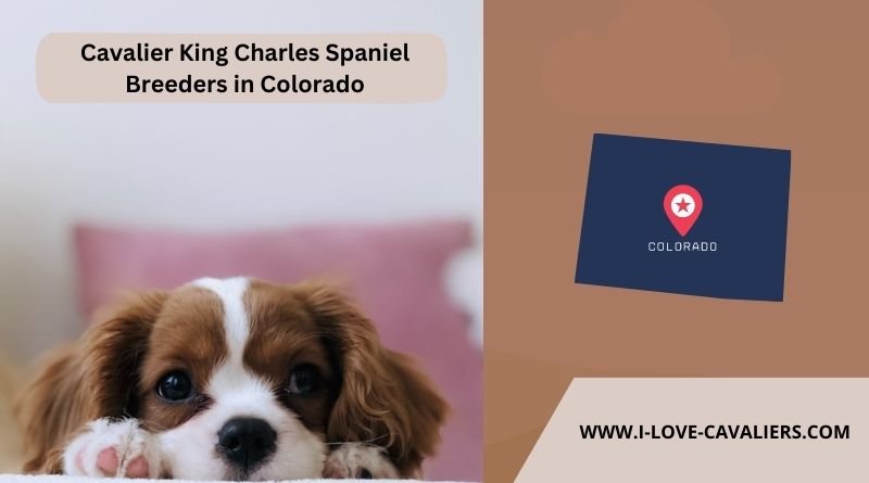 Cavalier King Charles Spaniel Breeders in Colorado