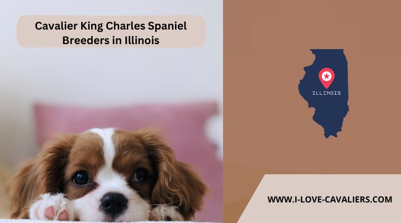 Cavalier King Charles Spaniel Breeders in Illinois