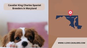 Cavalier King Charles Spaniel Breeders in Maryland