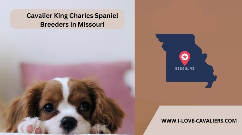 Cavalier King Charles Spaniel Breeders in Missouri