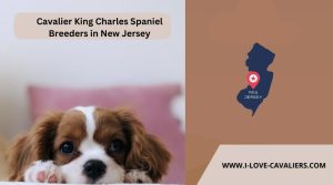 Cavalier King Charles Spaniel Breeders in New Jersey