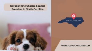 Cavalier King Charles Spaniel Breeders in North Carolina
