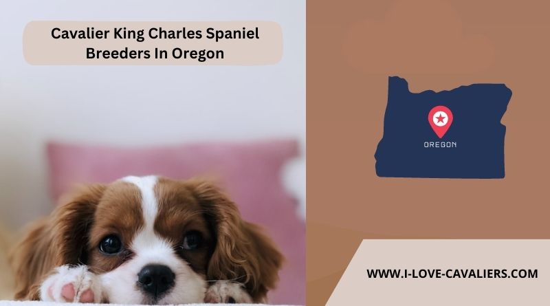 Cavalier King Charles Spaniel Breeders In Oregon