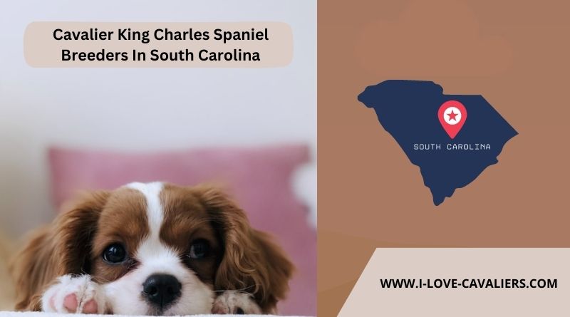 Cavalier King Charles Spaniel Breeders In South Carolina