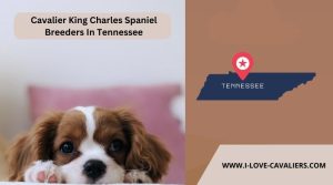 Cavalier King Charles Spaniel Breeders In Tennessee