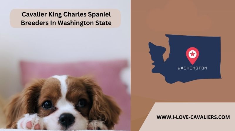 Cavalier King Charles Spaniel Breeders In Washington State