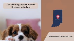 Cavalier King Charles Spaniel Breeders in Indiana