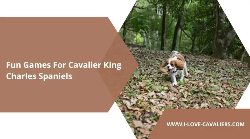 Cavalier King Charles Spaniel Games