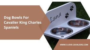 Dog Bowls For Cavalier King Charles Spaniels