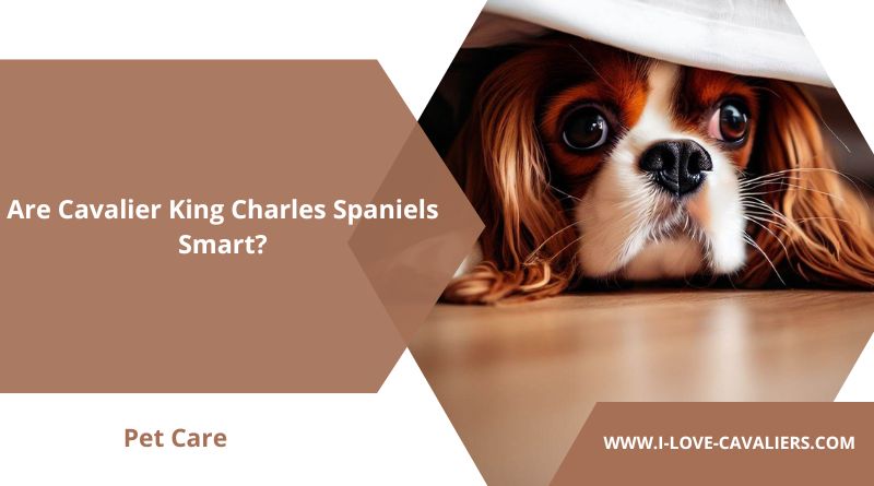 Are Cavalier King Charles Spaniels Smart