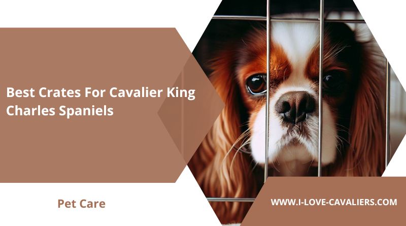 Best Crates For Cavalier King Charles Spaniels