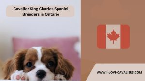 Cavalier King Charles Spaniel Breeders in Ontario