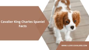 Cavalier King Charles Spaniel Facts