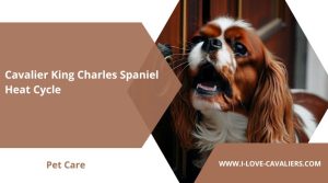 Cavalier King Charles Spaniel Heat Cycle