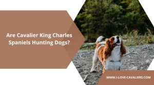 Are Cavalier King Charles Spaniels Hunting Dogs