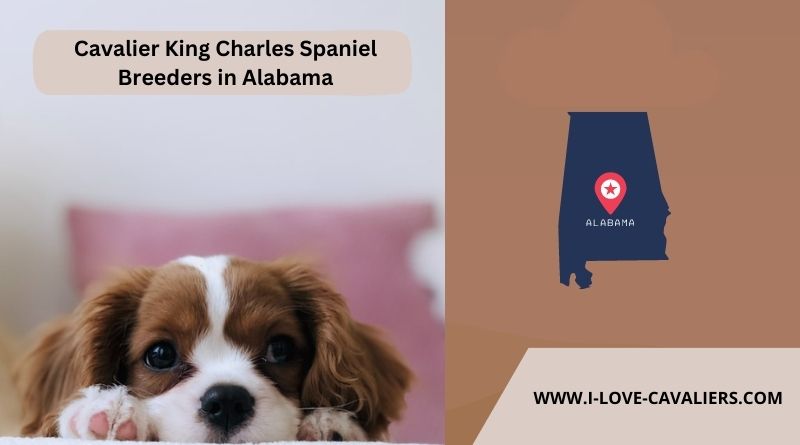 Cavalier King Charles Spaniel Breeders in Alabama