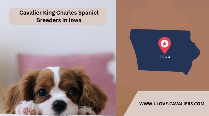 Cavalier King Charles Spaniel Breeders in Iowa