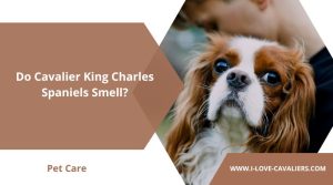 Do Cavalier King Charles Spaniels Smell