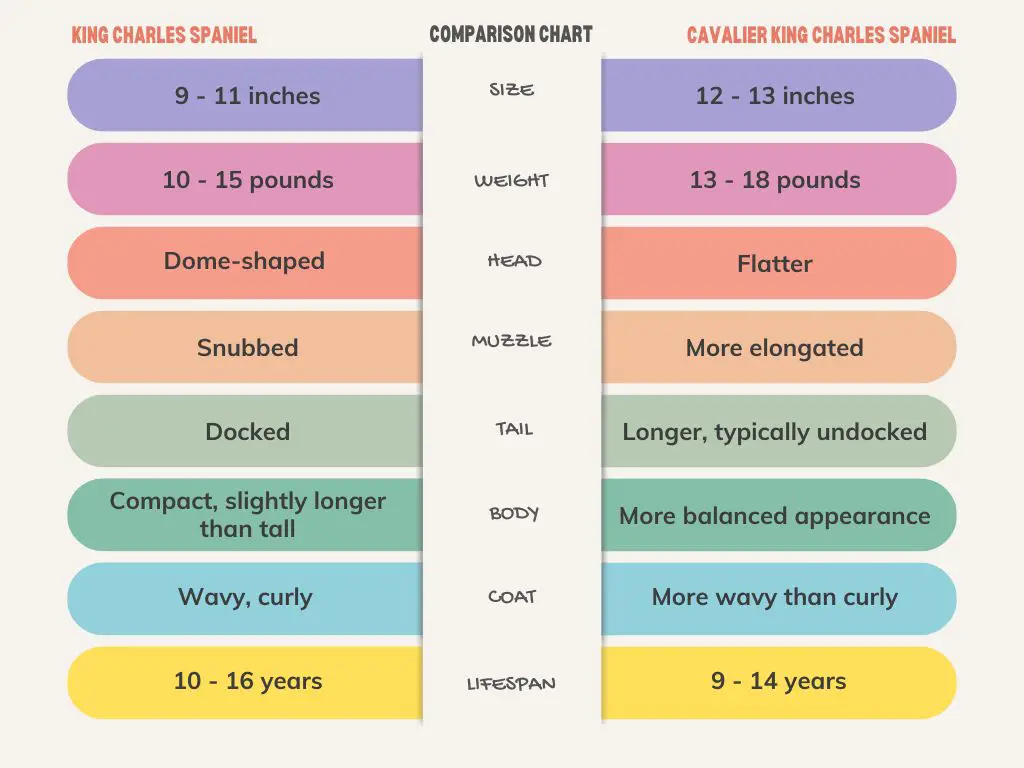King Charles Spaniel vs Cavalier King Charles Spaniel comparison chart