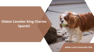 Oldest Cavalier King Charles Spaniel