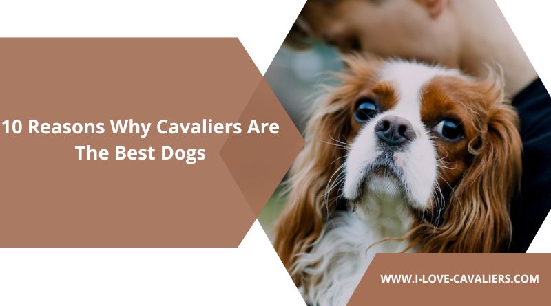 Why Cavaliers Are The Best Dogs