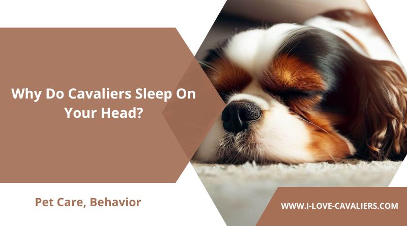 Why Do Cavaliers Sleep On Your Head