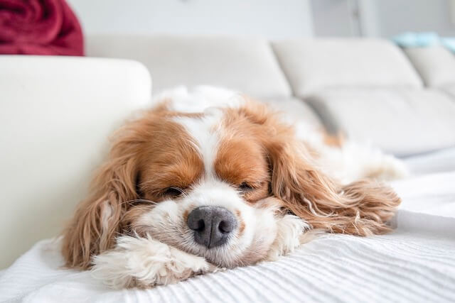 cavalier king charles sleeping in a bed