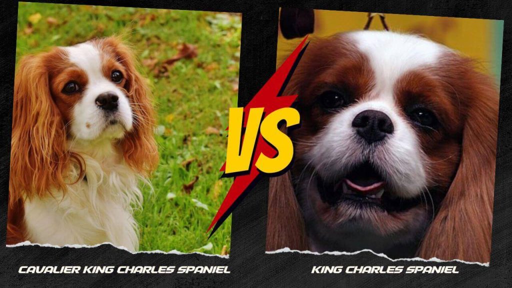 King Charles Spaniel vs Cavalier King Charles Spaniel