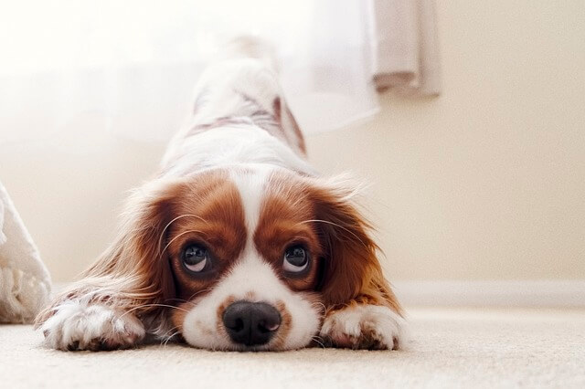 cavalier with cute eyes laying on the floor