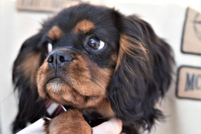 close up photo of a miniature black and tan king charles cavalier