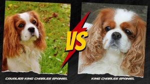 king charles spaniel vs cavalier king charles spaniel